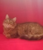 kedi